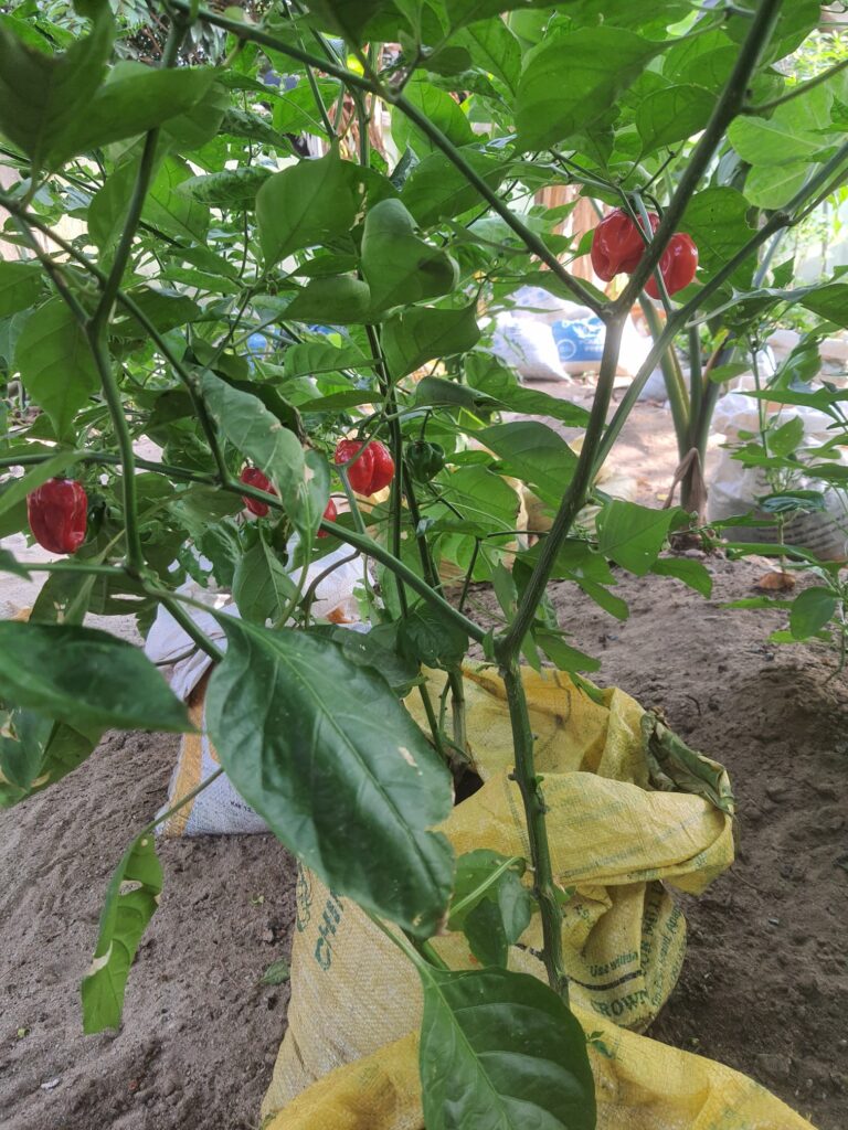 red matured habanero